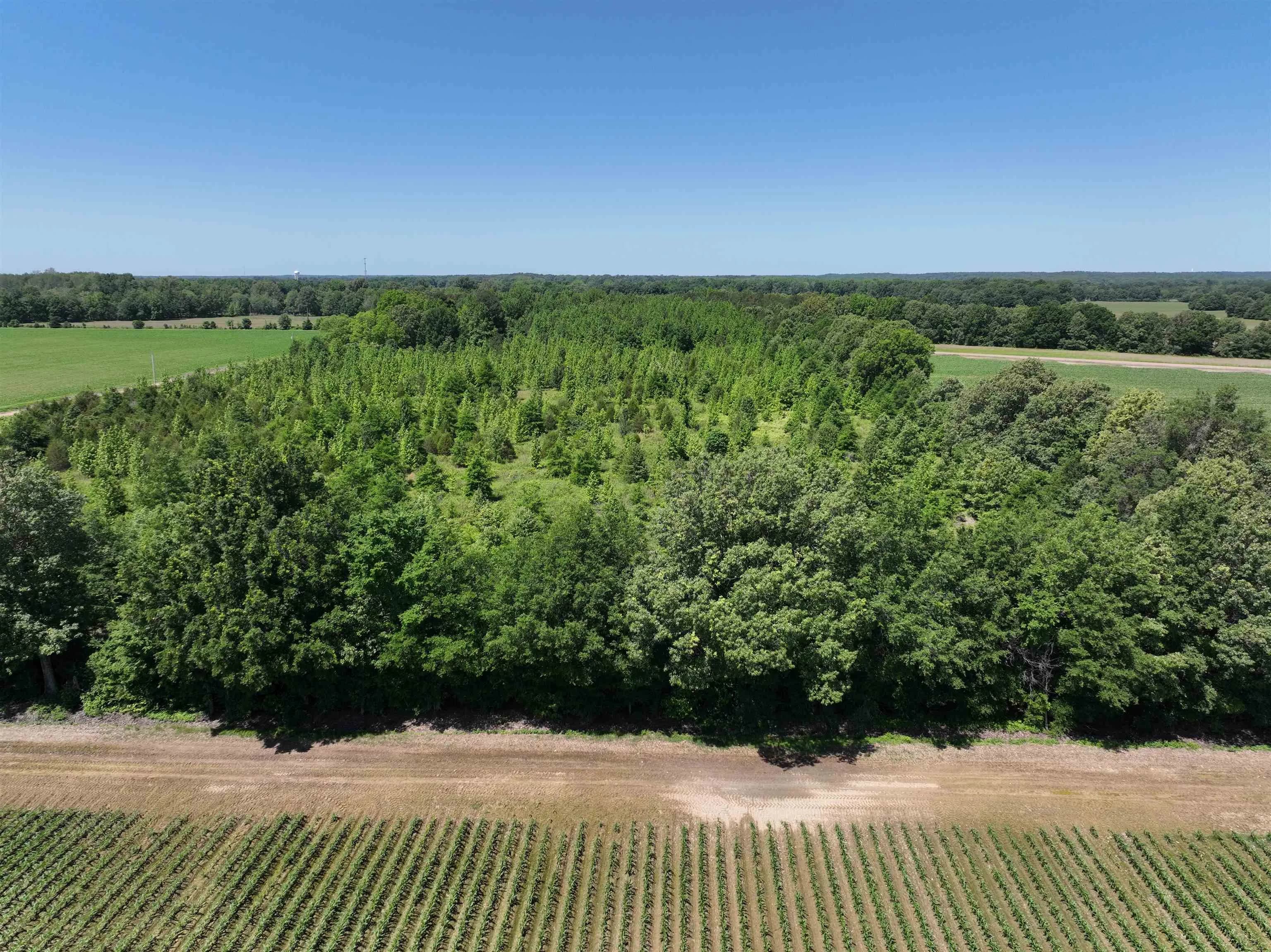 Property at 4 Acres  County road 951 loop - Image 6