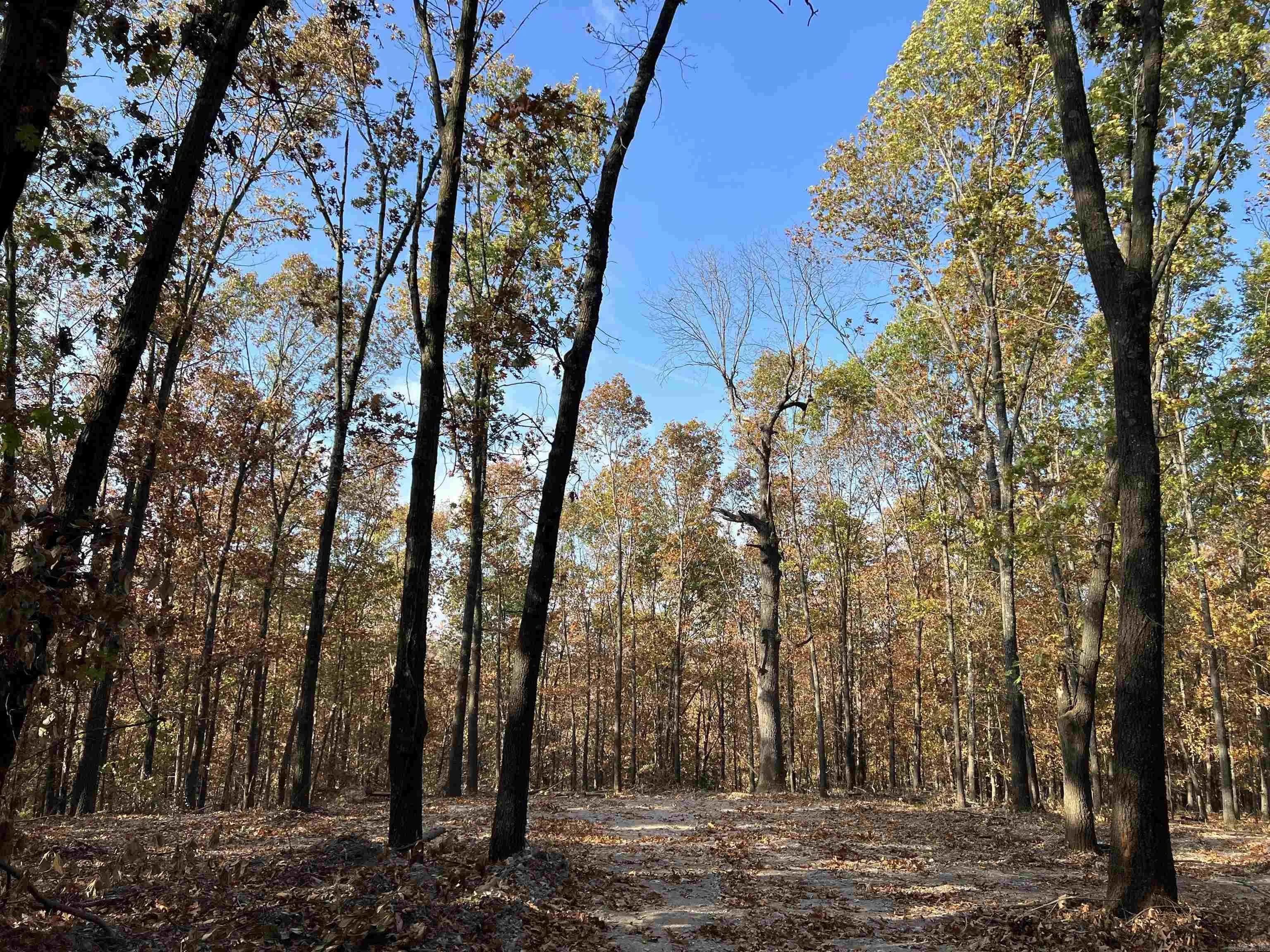 Property at 16.55 AC  Jackson - Image 1