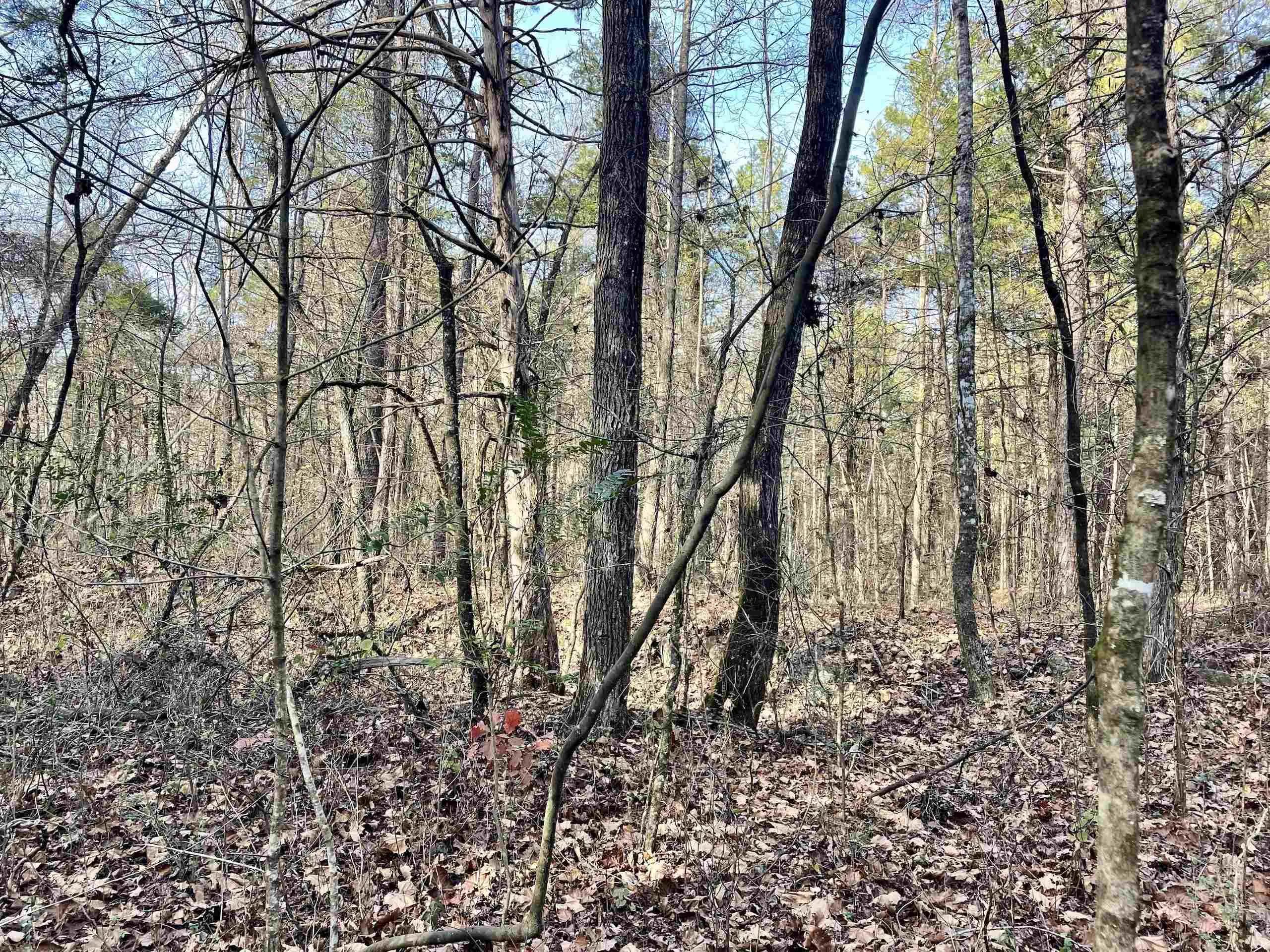 Property at 000  Shelby road - Image 15