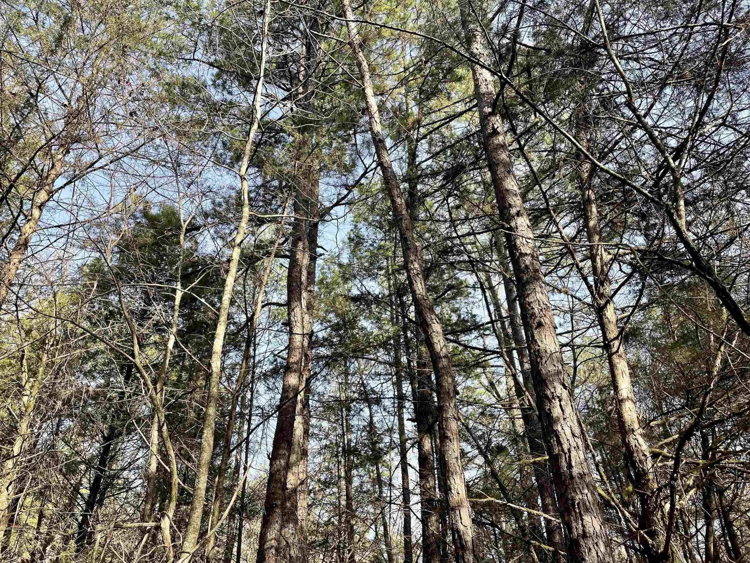 Property at 000  Shelby road - Image 22