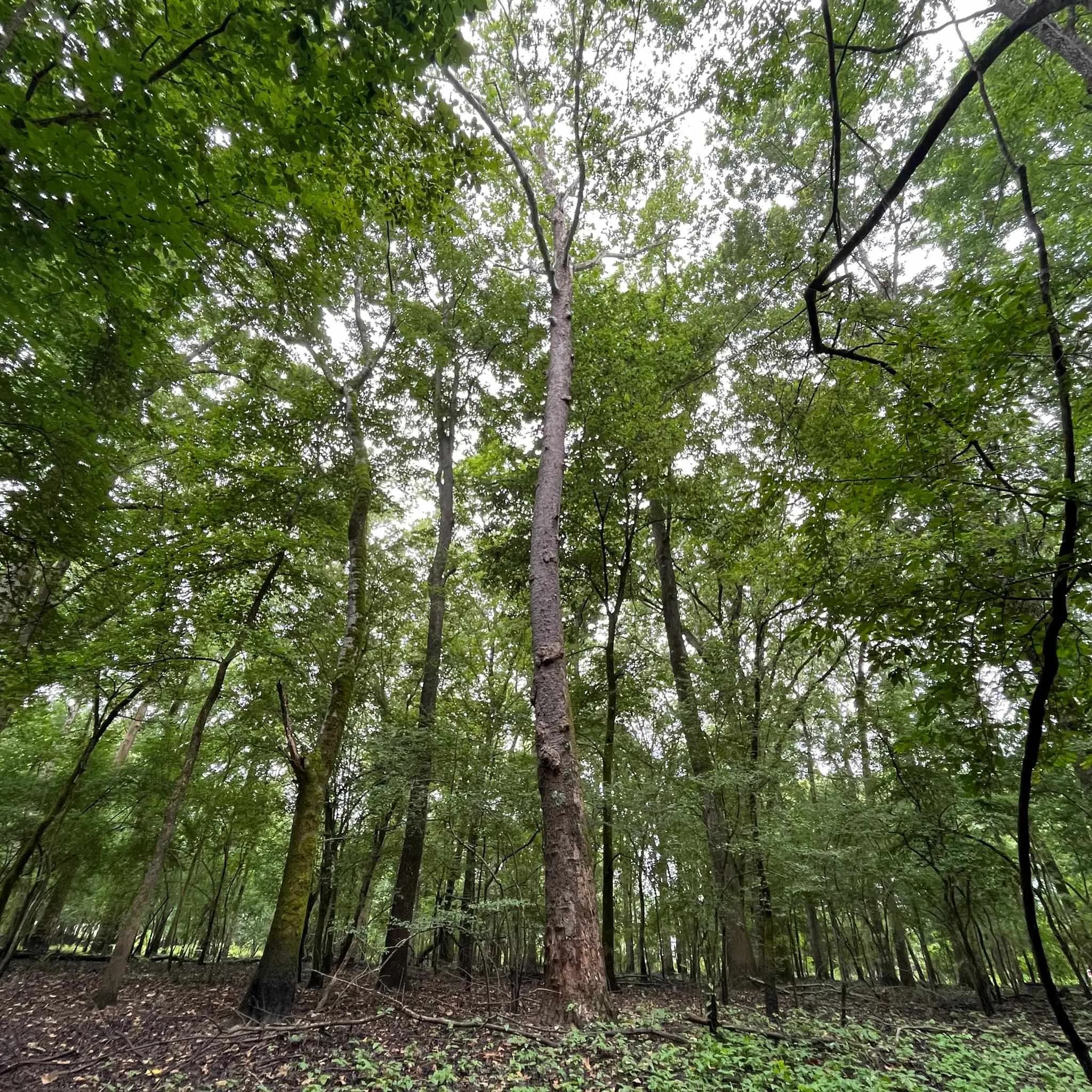 Property at Lower maddox bay rd. - Image 12