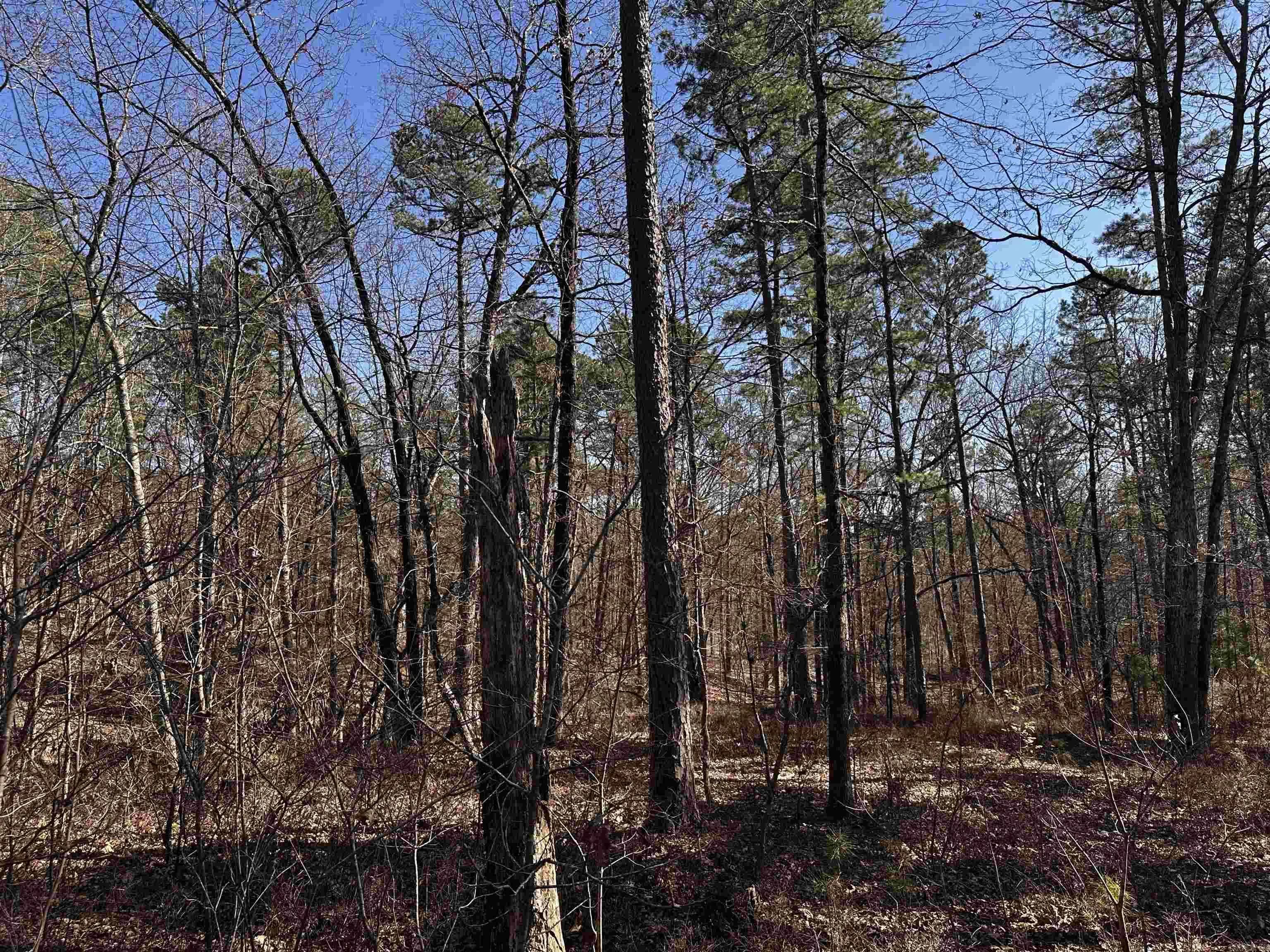 Property at TBD  Gardenia ln. - Image 4
