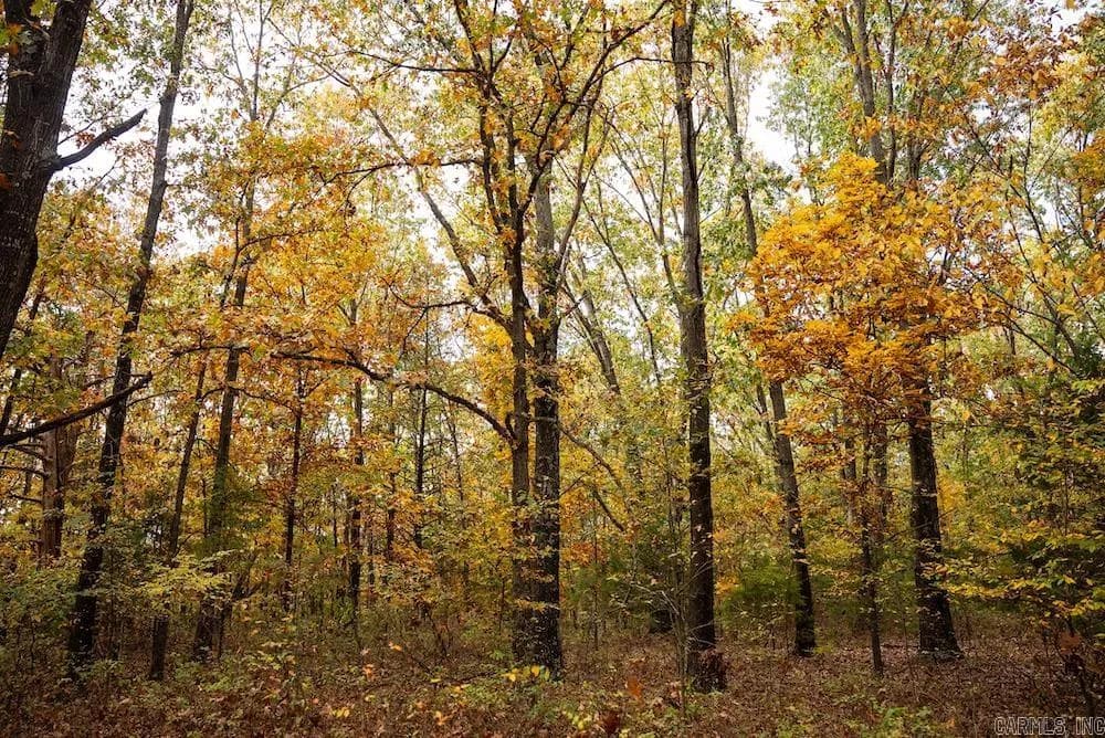 Property at Cr 663 - Image 4