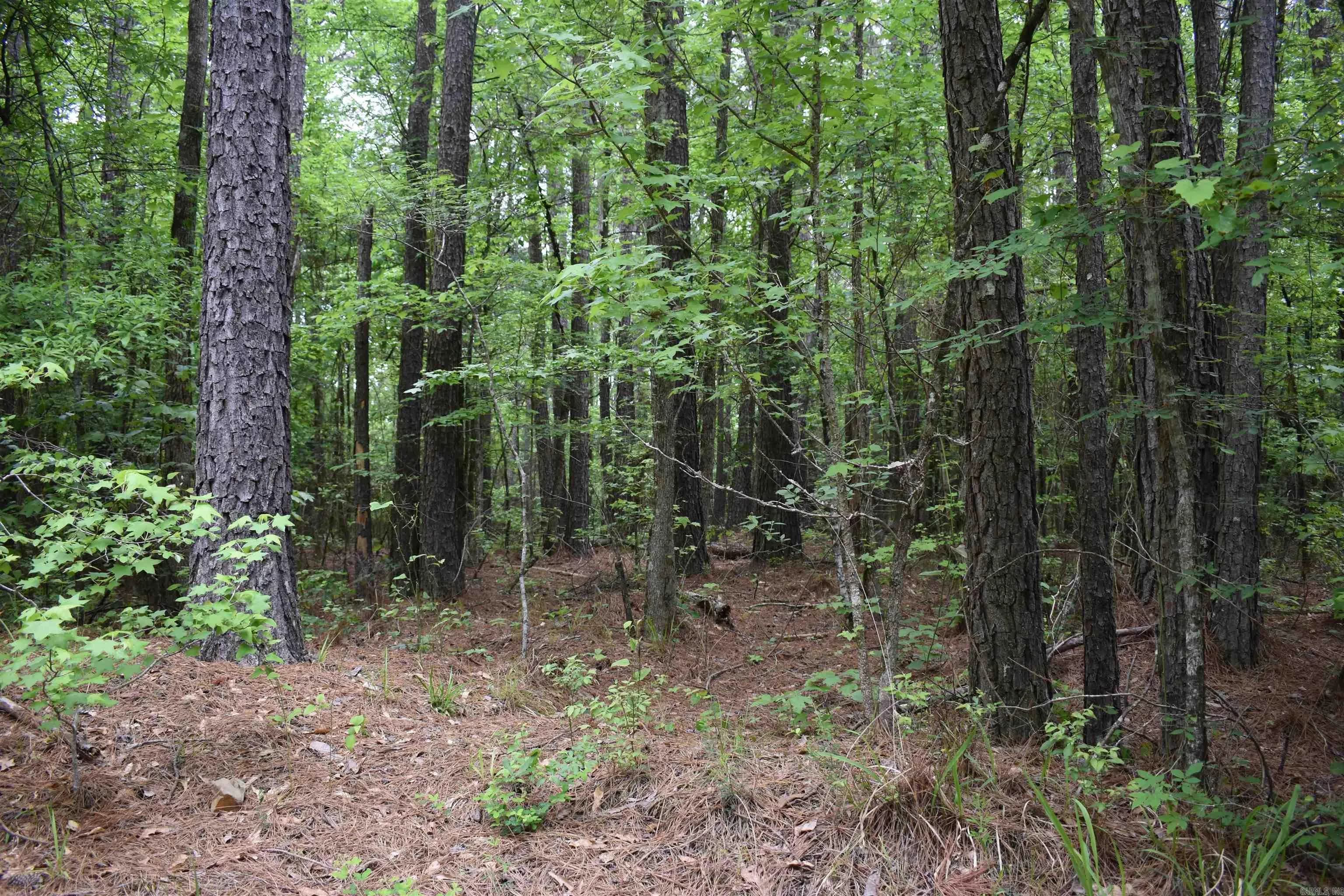 Property at 0000  Cantrell road - Image 36