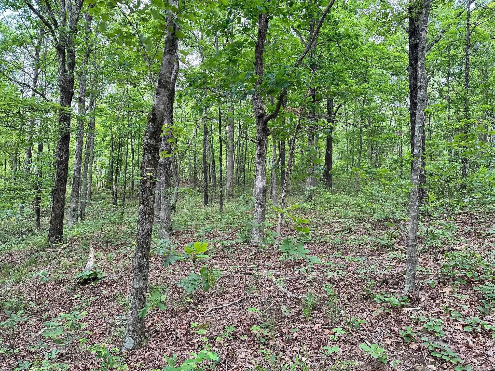 Property at 895  Ashwood road - Image 16