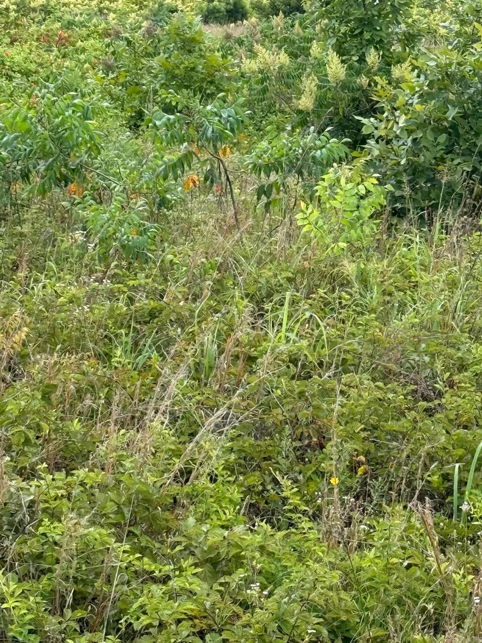 Property at Alum cave - Image 2