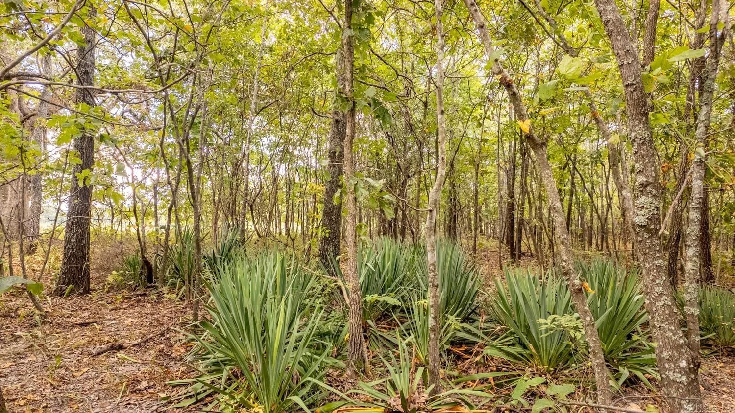 Property at 000  County road 9640 - Image 22