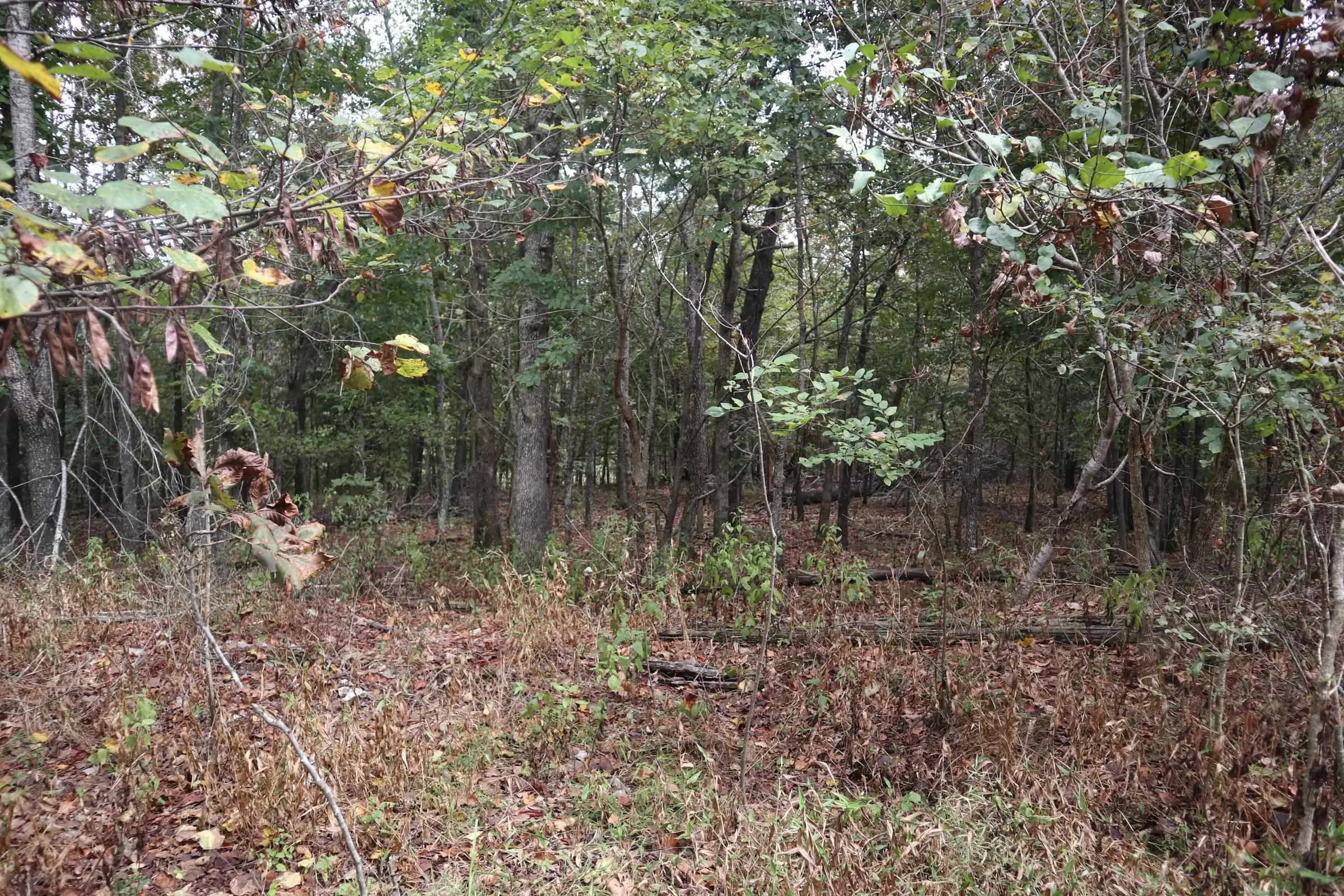 Property at 253  Coyote rd - Image 23