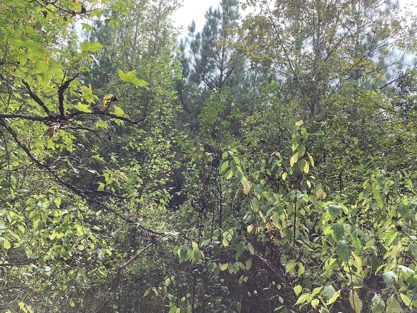 Property at 00  Hwy 24, camden hwy - Image 2