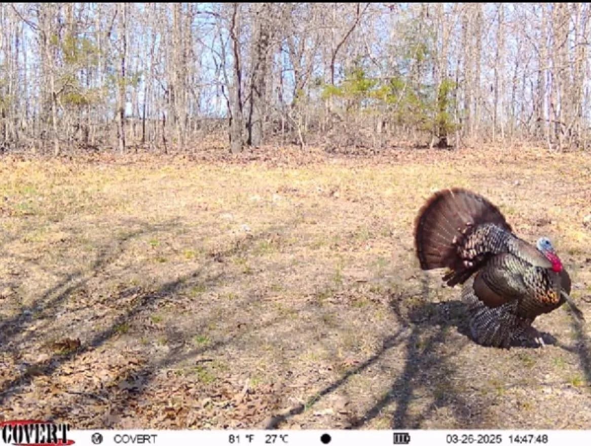 Property at 84A  County road 154 - Image 6