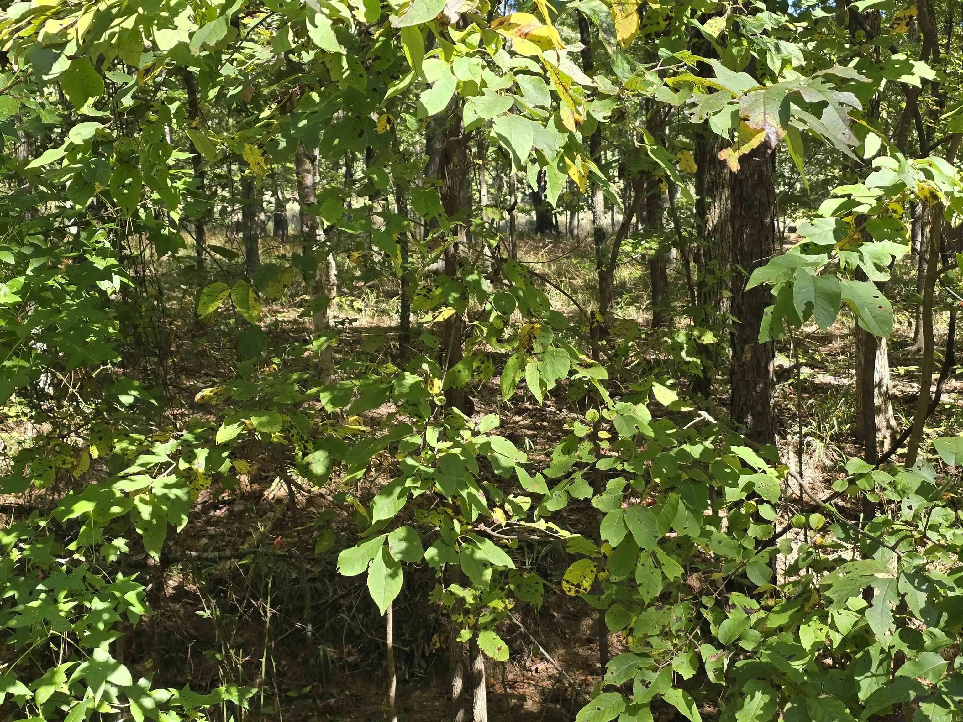 Property at Lot 413  Plum hollow - Image 2