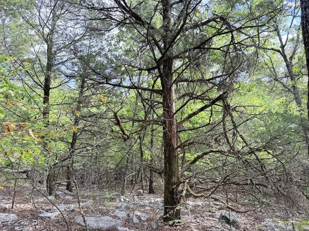 Property at Hwy 9 - Image 39