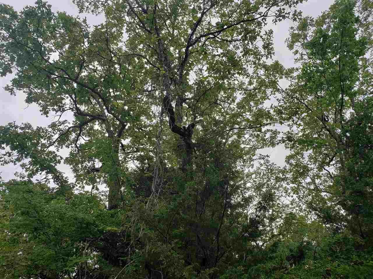 Property at L-8 B-11  Micco - Image 17