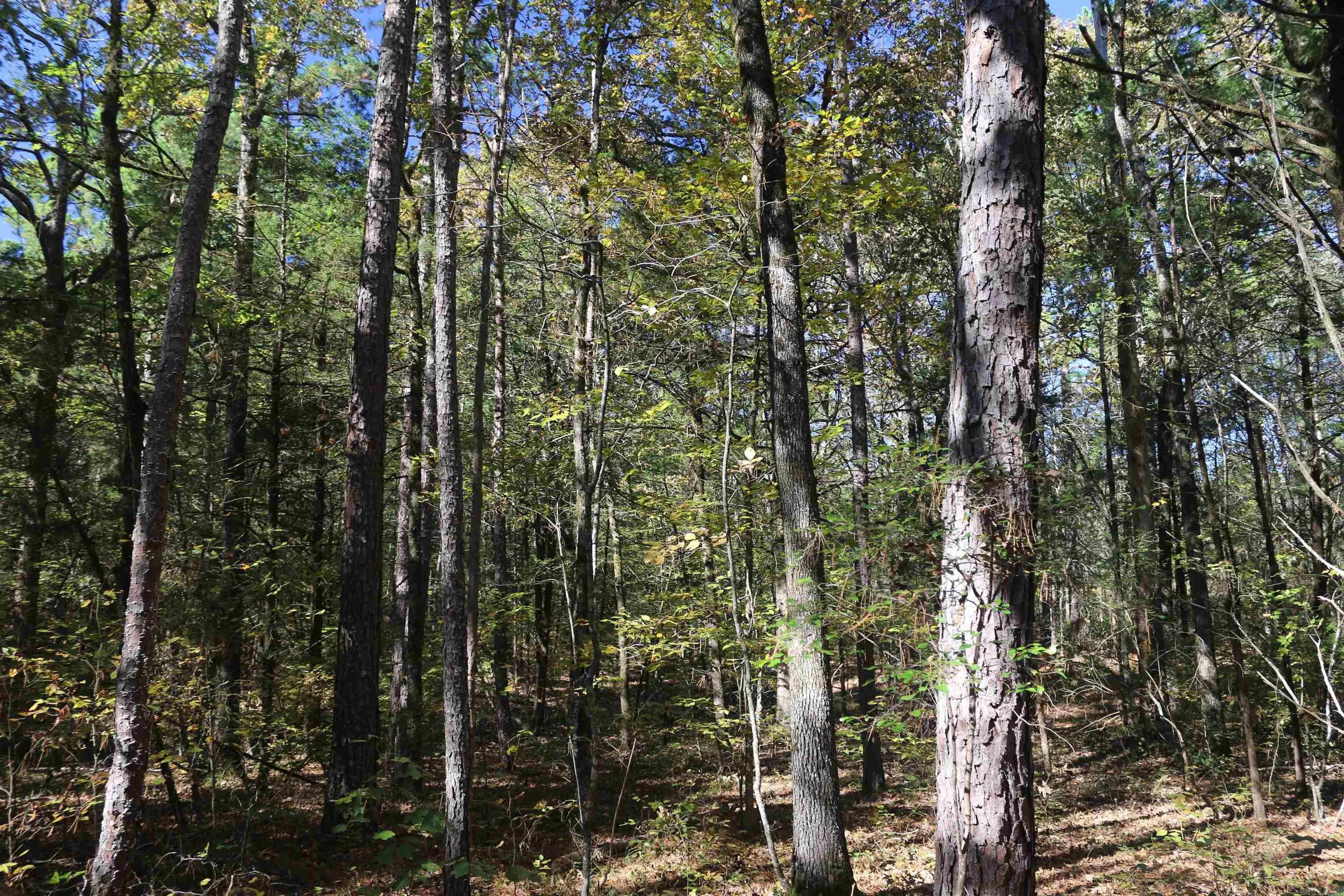 Property at 000  Bell lane - Image 10