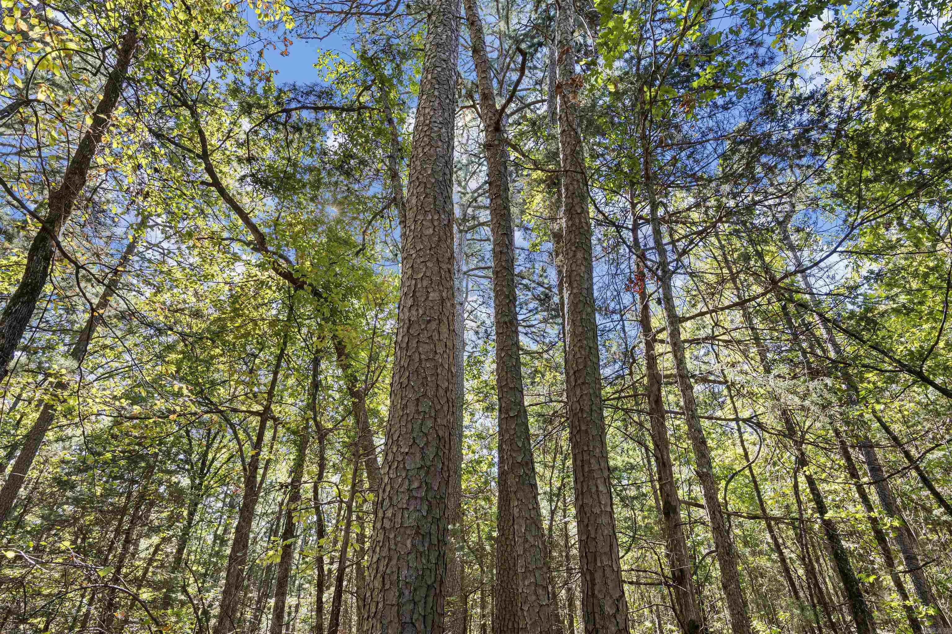 Property at 000  County rd 4200 - Image 11