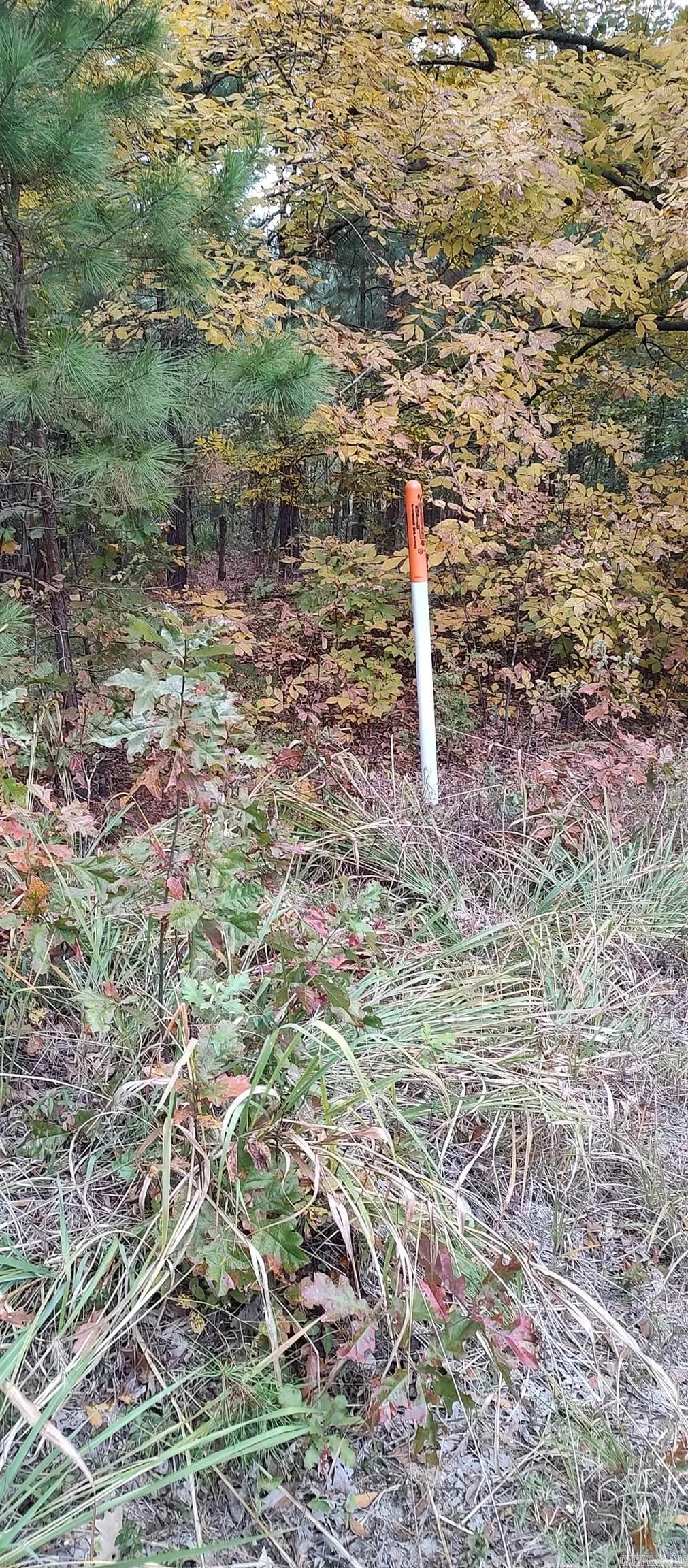 Property at 2 acres  Hwy 79 n - Image 3