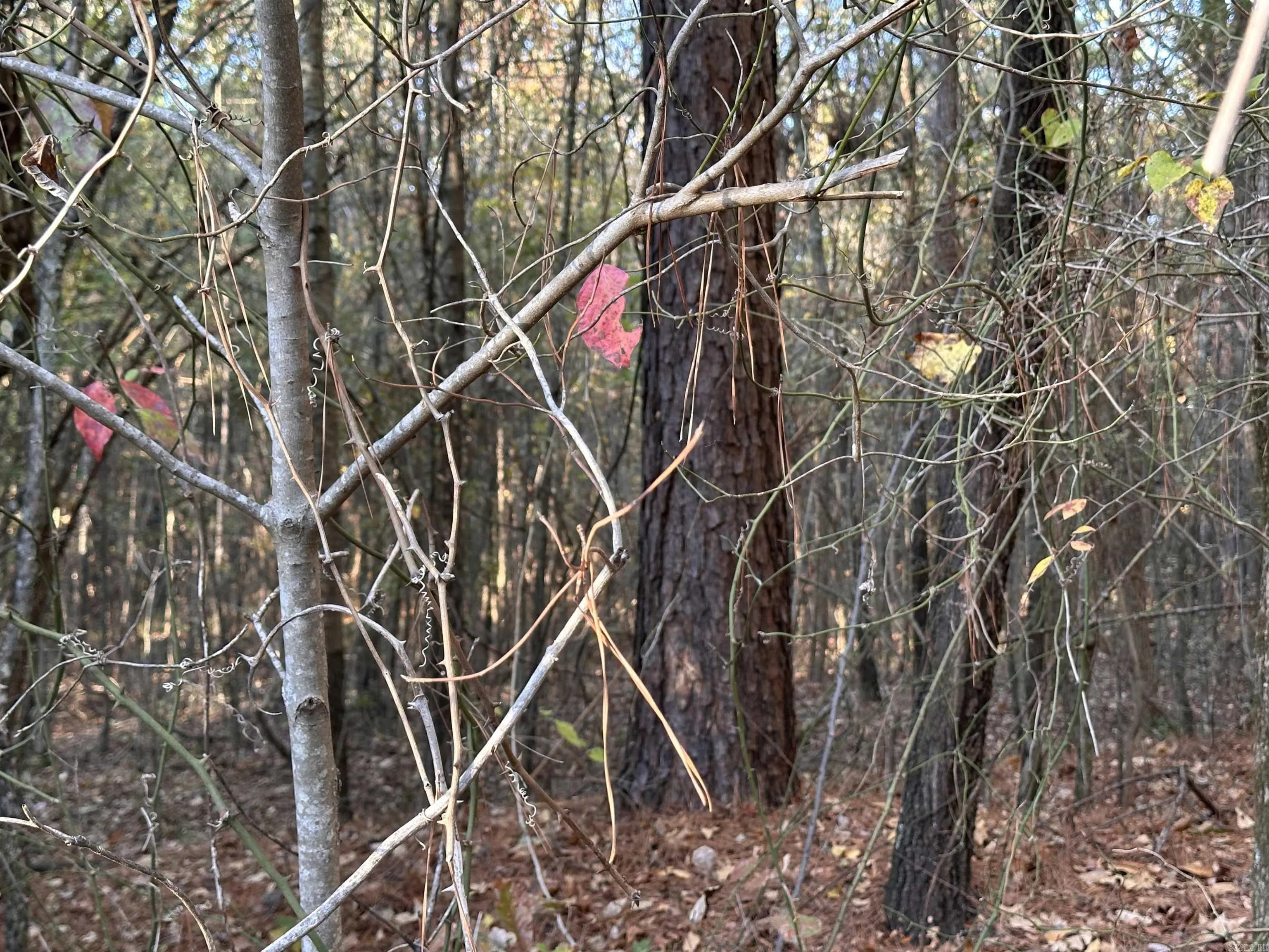 Property at 0  Co rd 2117 - Image 37