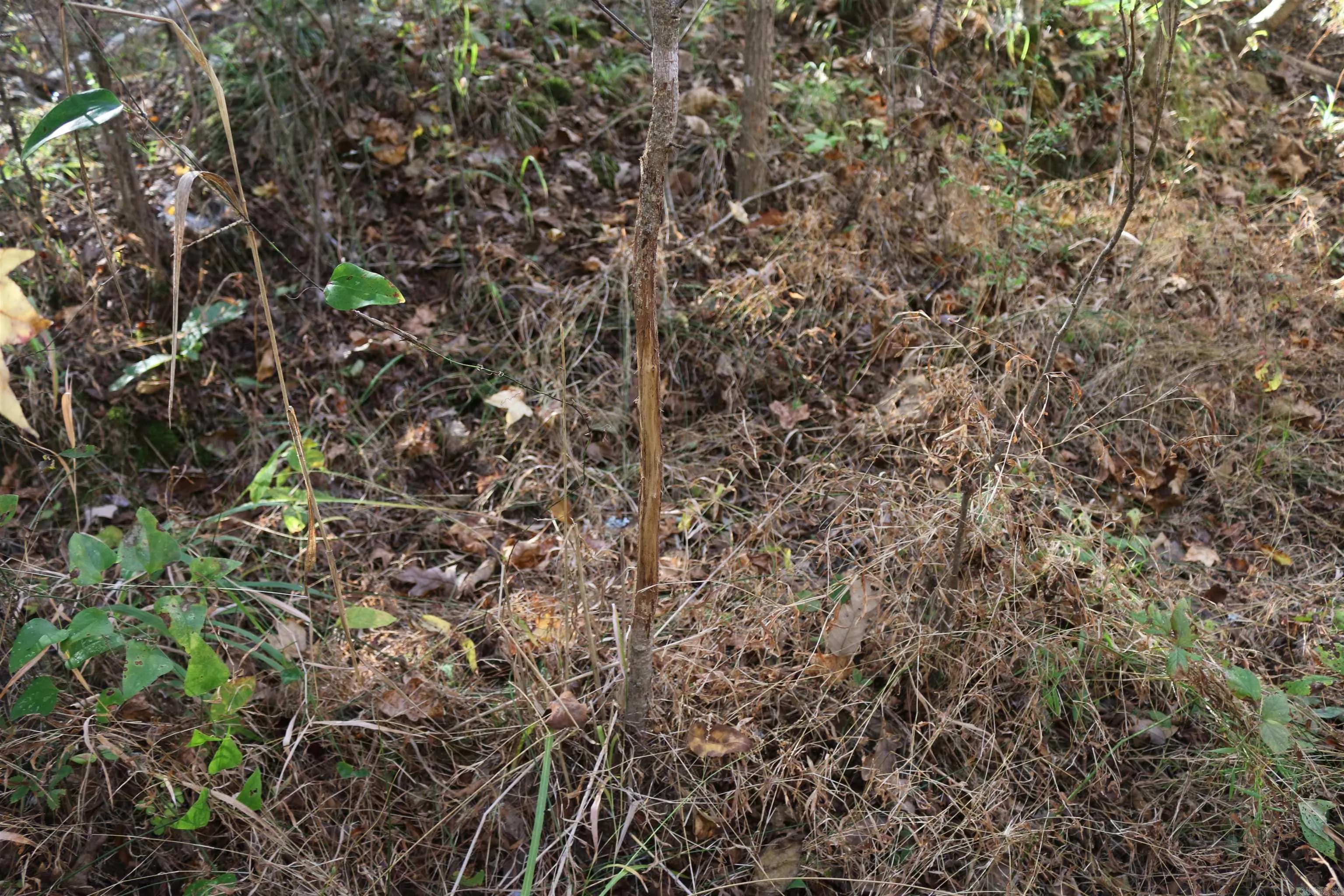 Property at 000  Kulp road - Image 44