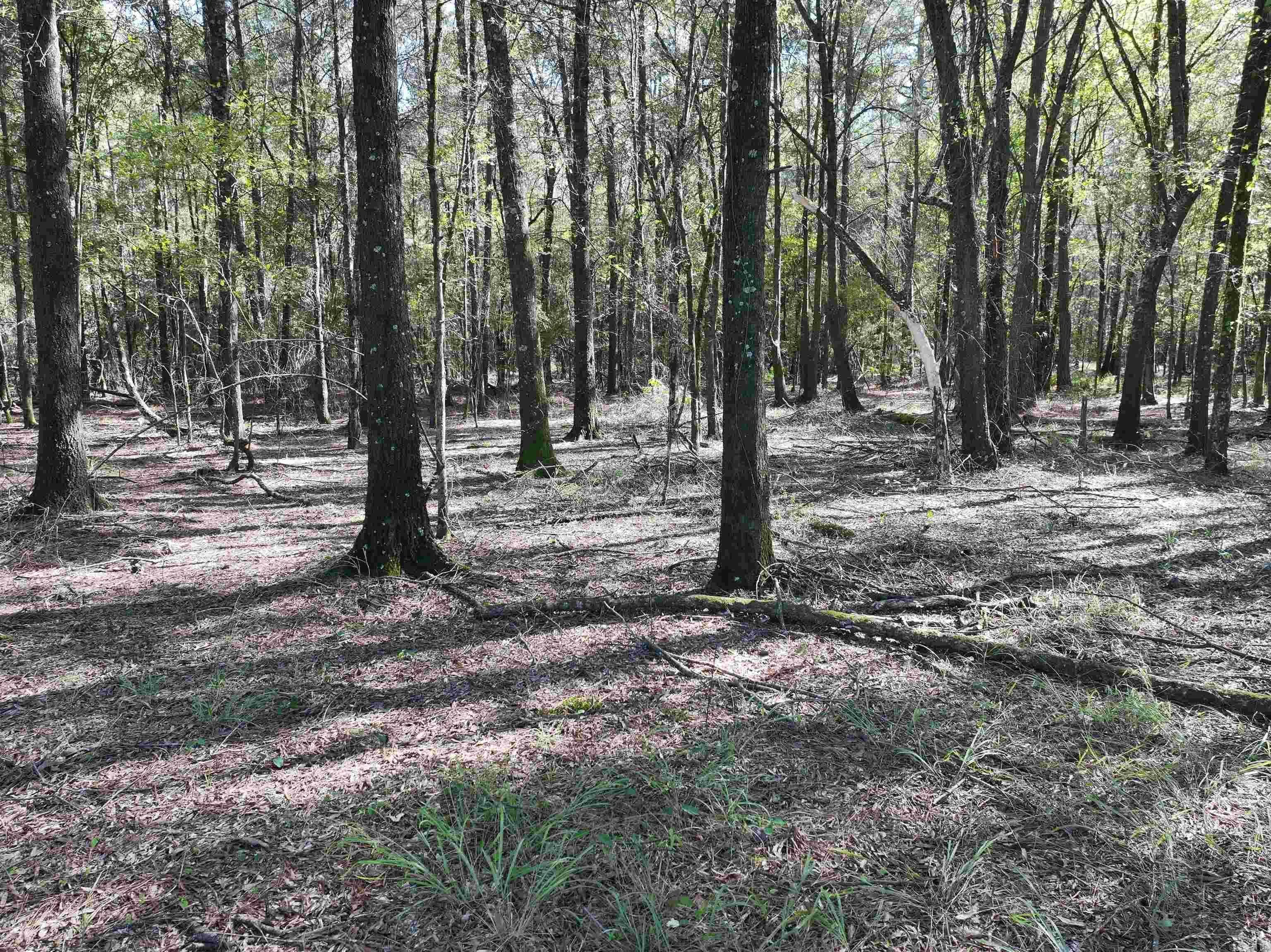 Property at XXX  Central - Image 11