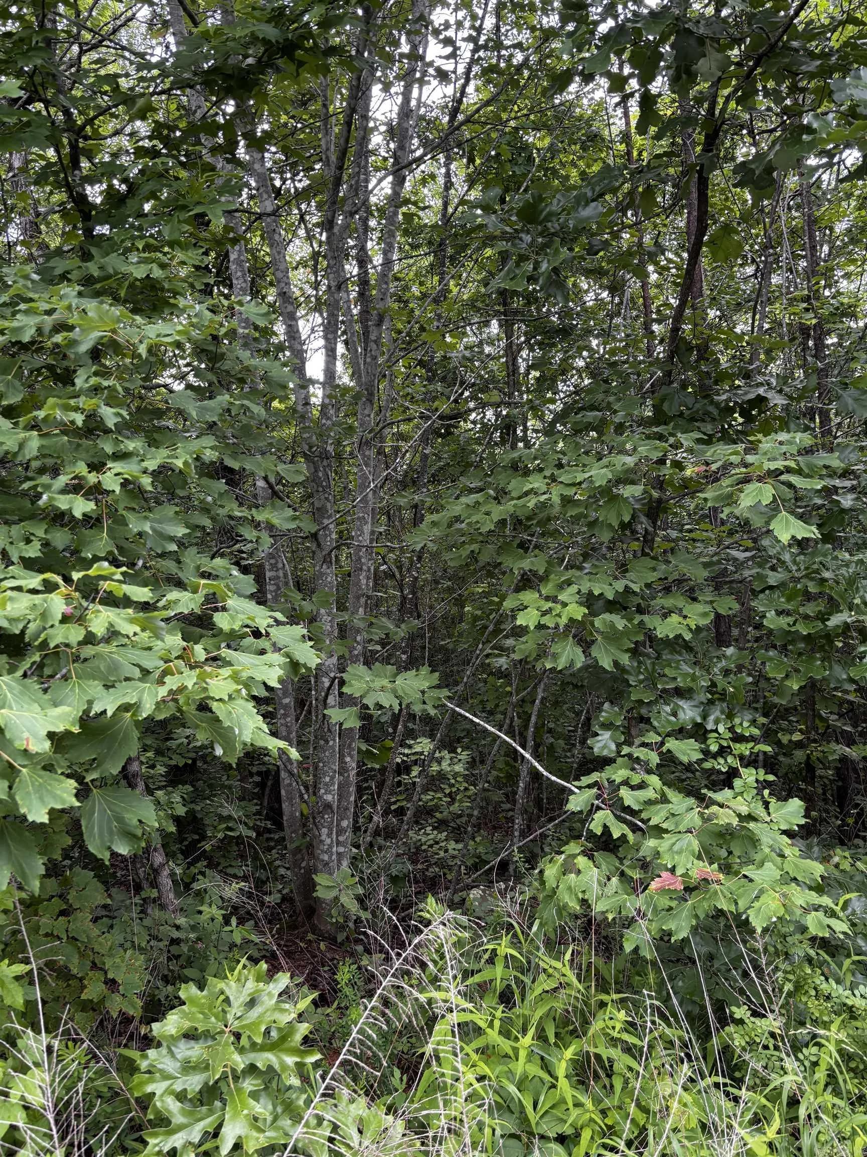 Property at 0000 N Highway 65 - Image 5