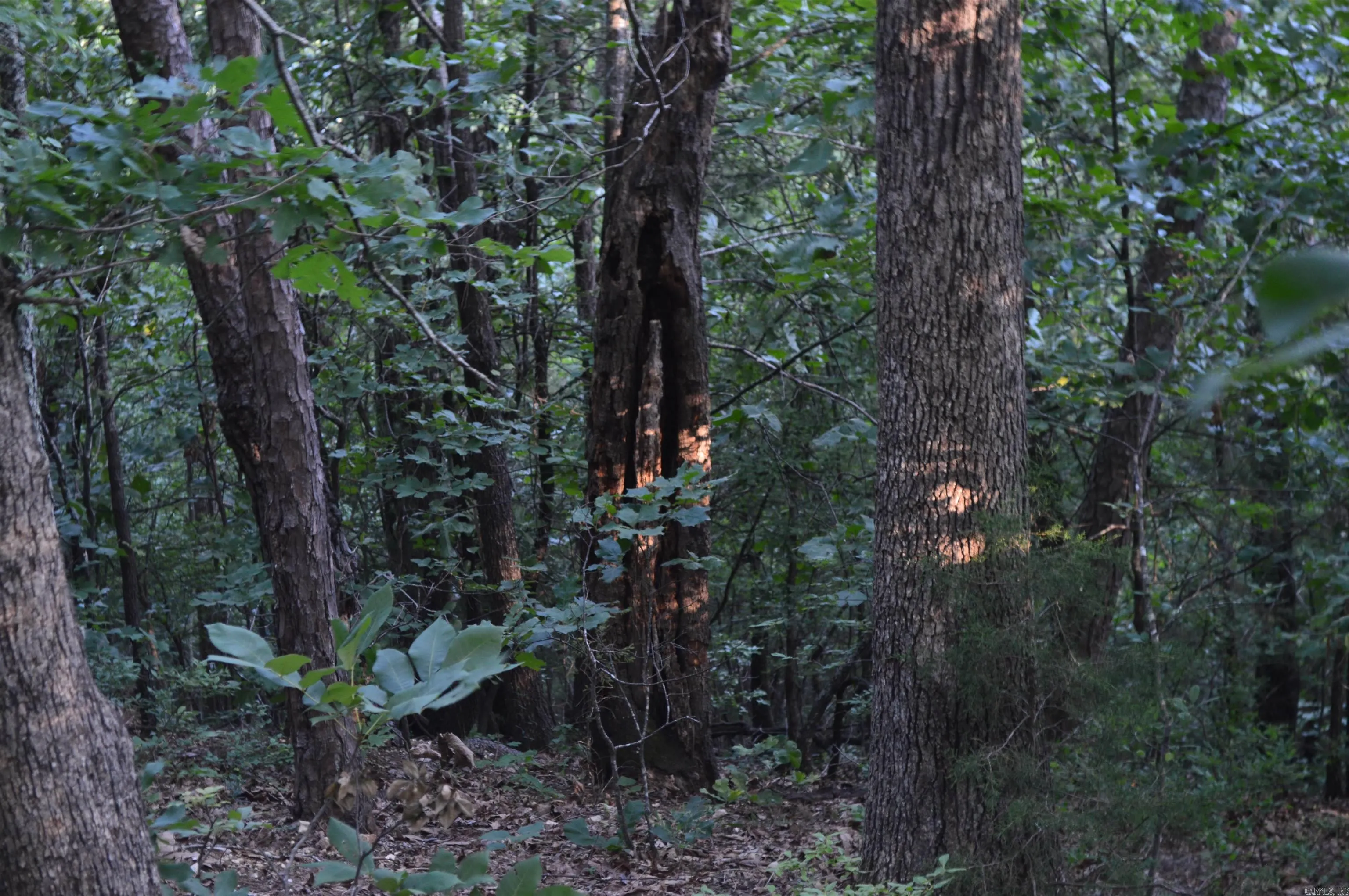 Property at TBD  Schnauzer ln - Image 7