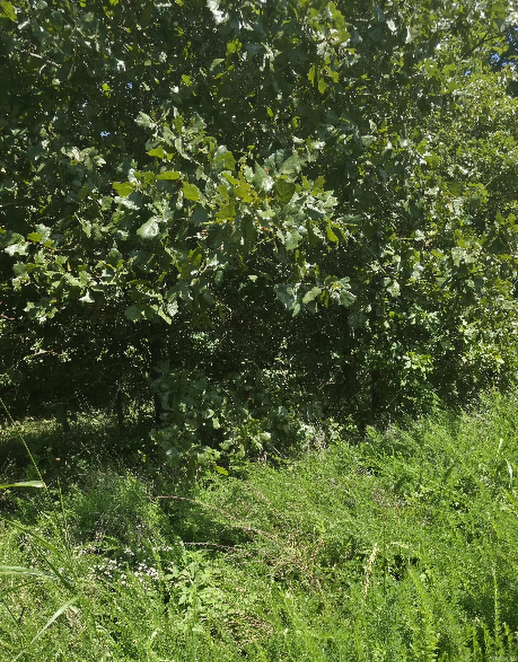 Property at TBD  Rocky - Image 3
