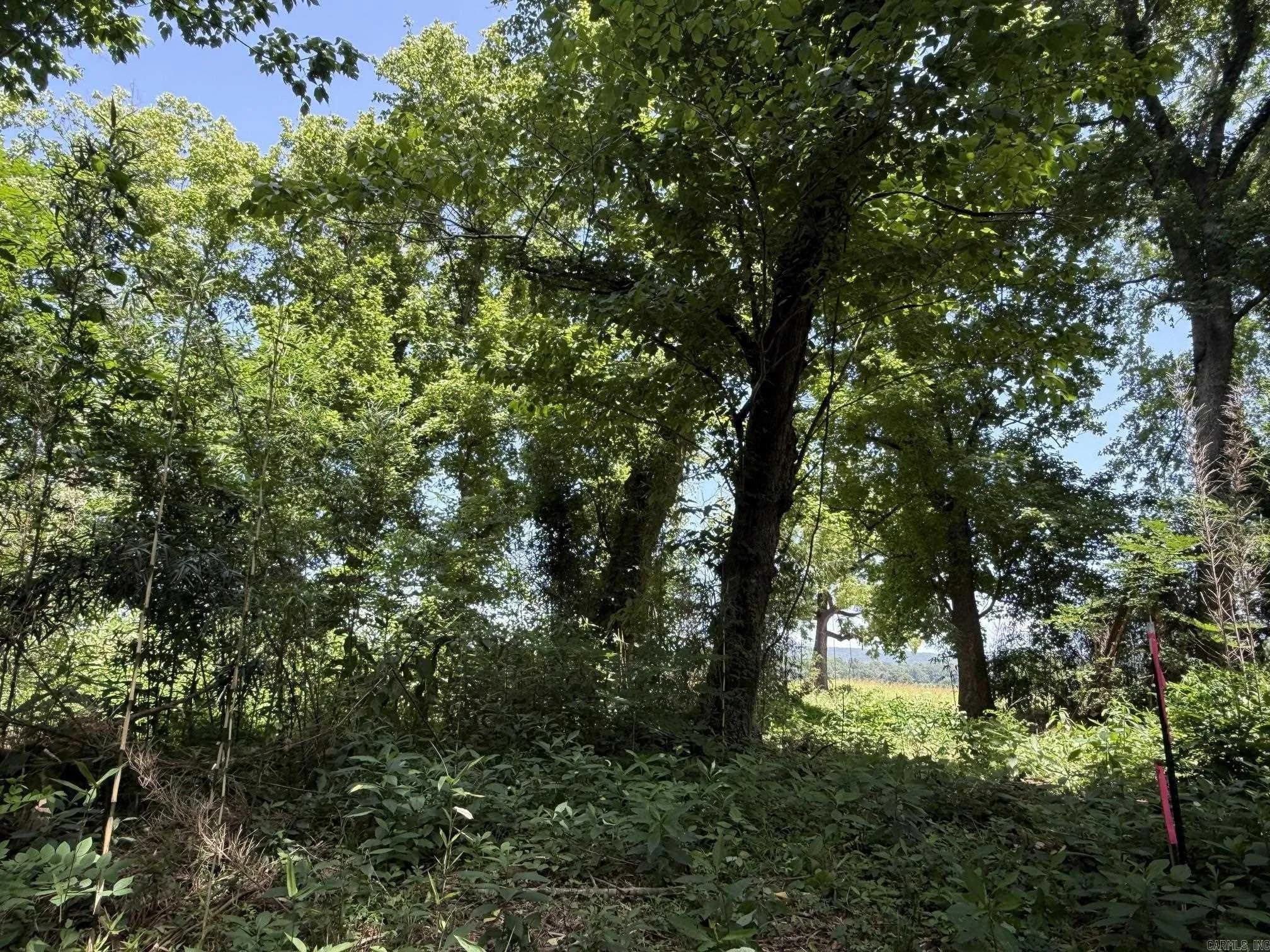 Property at Lot 45  Up river - Image 5