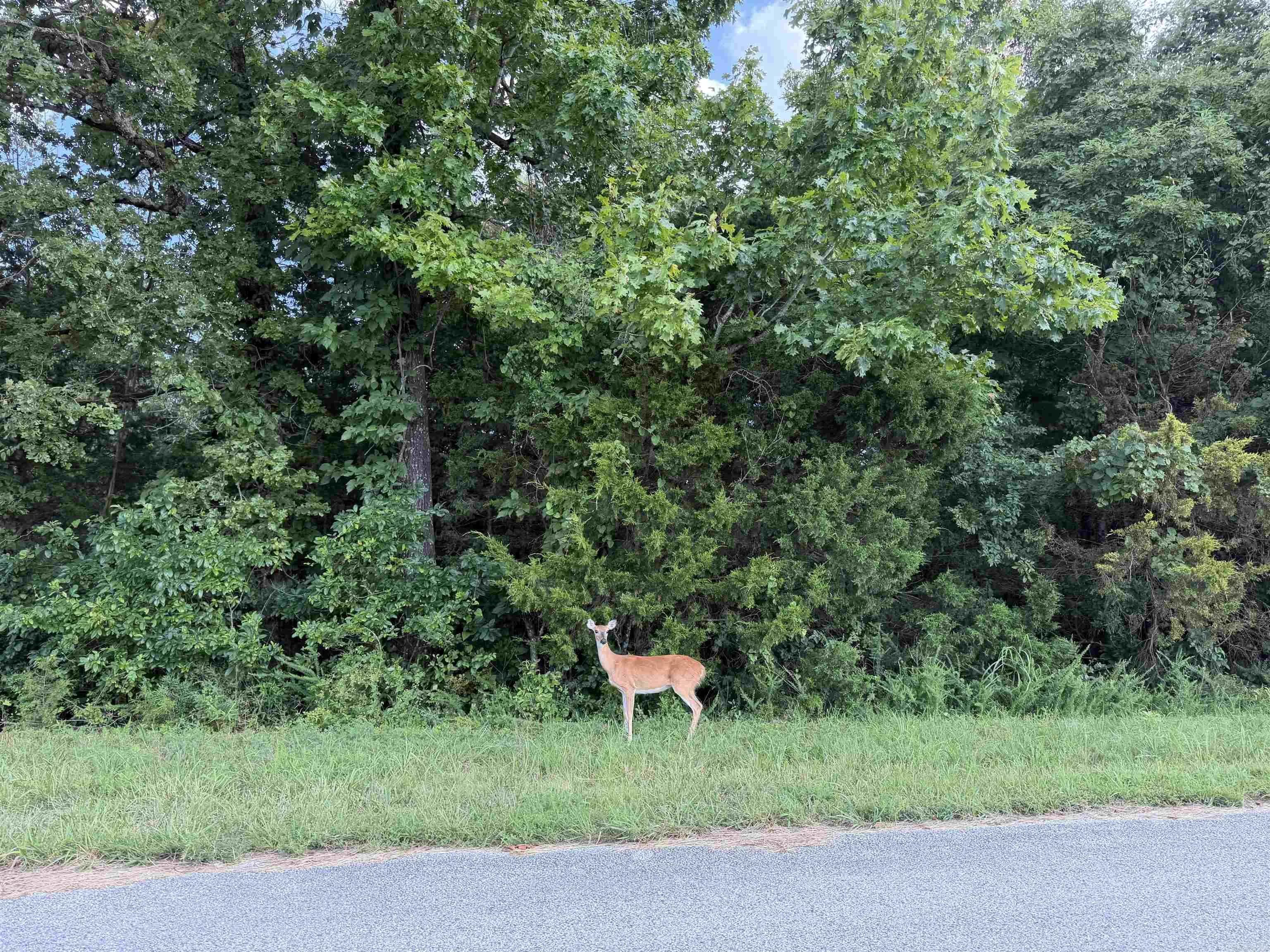 Property at Tract 6  Cr 58 - Image 2