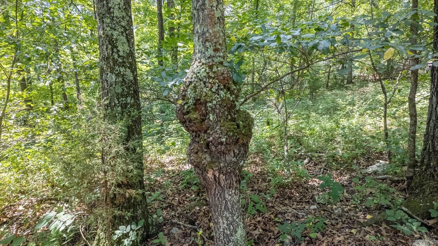Property at Tract 3  Upper janes creek - Image 14